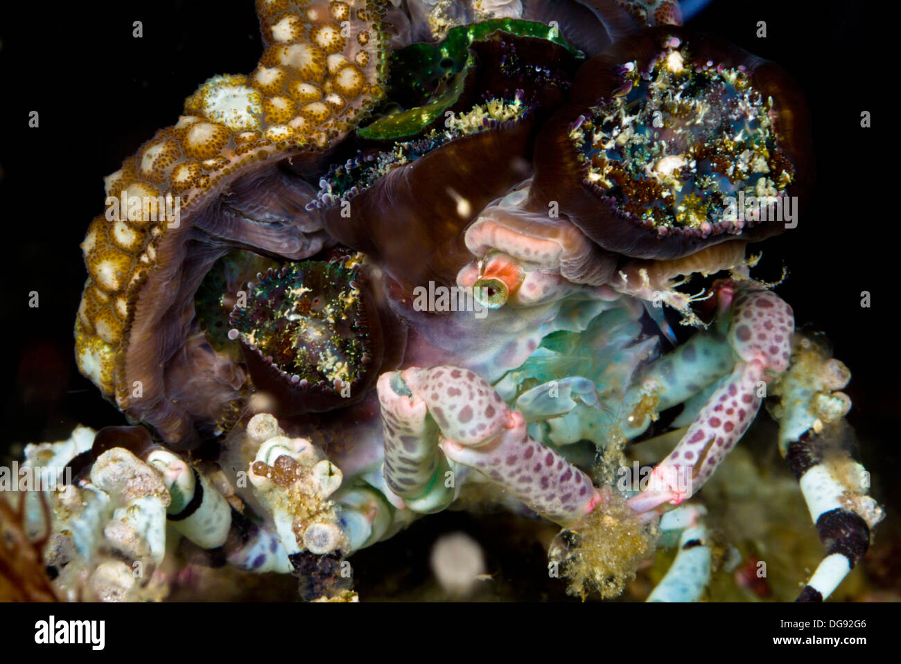 Underwater Life Decorator Spider Crab Cyclocoeloma Tuberculata