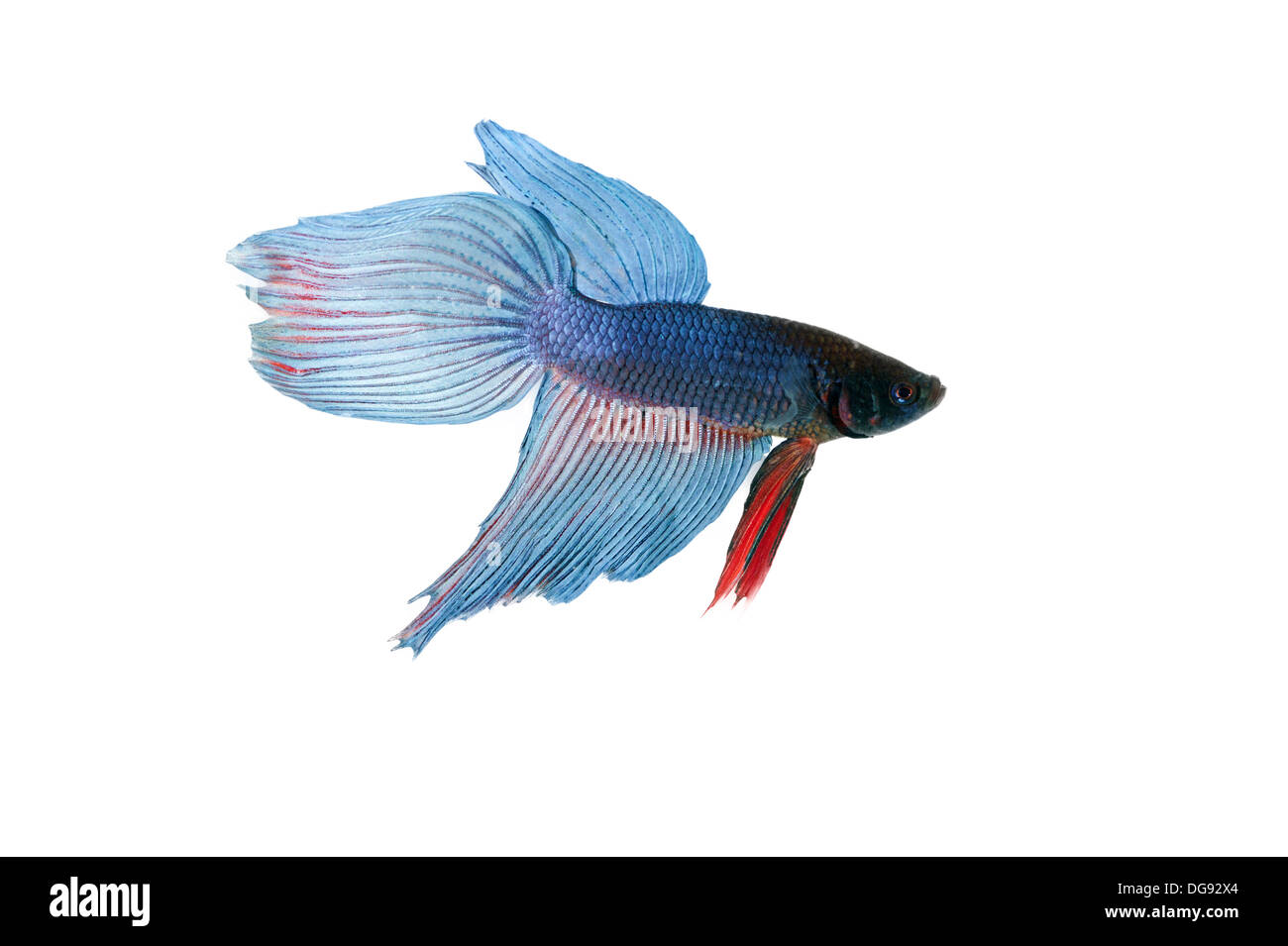 blue betta fish tank with isolated white background Stock Photo
