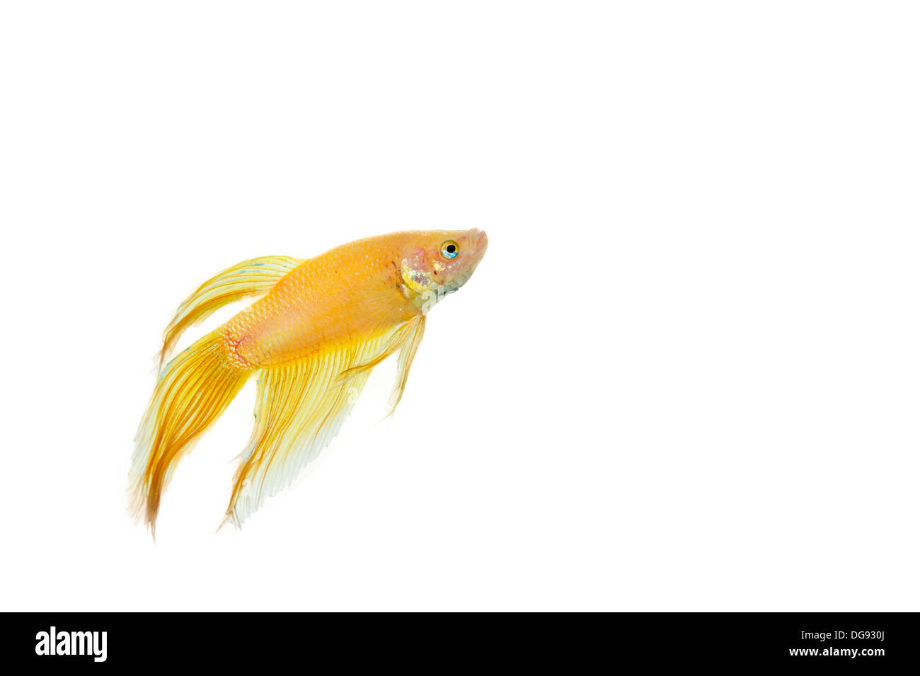 betta golden fish tank with isolated white background Stock Photo