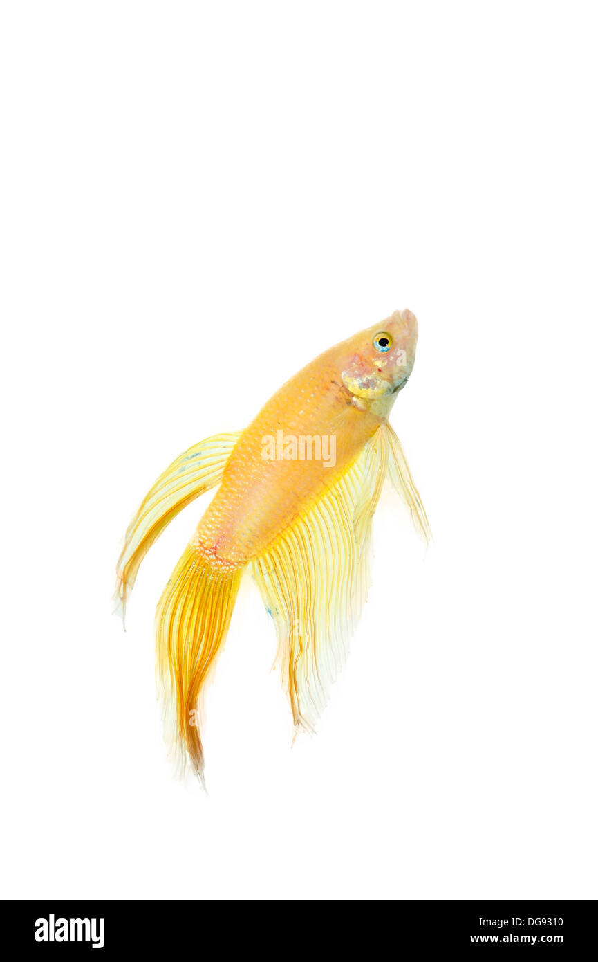 betta golden fish tank with isolated white background Stock Photo