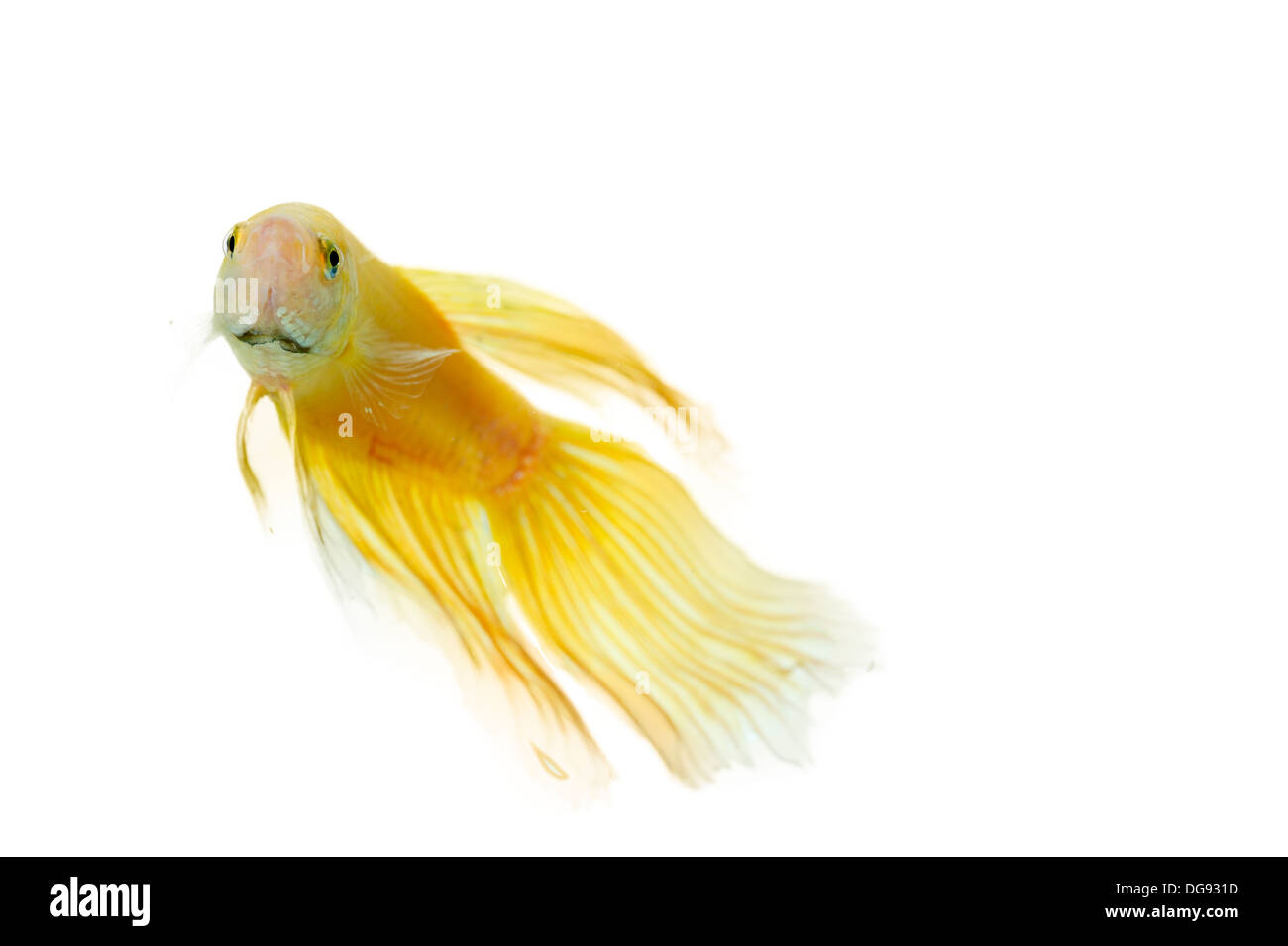 betta golden fish tank with isolated white background Stock Photo