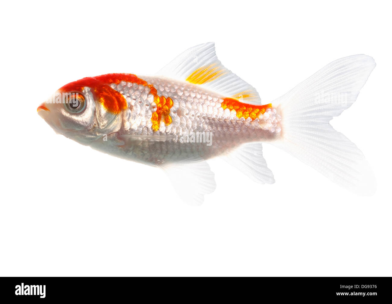 bicolor fish of the carp family on white background Stock Photo