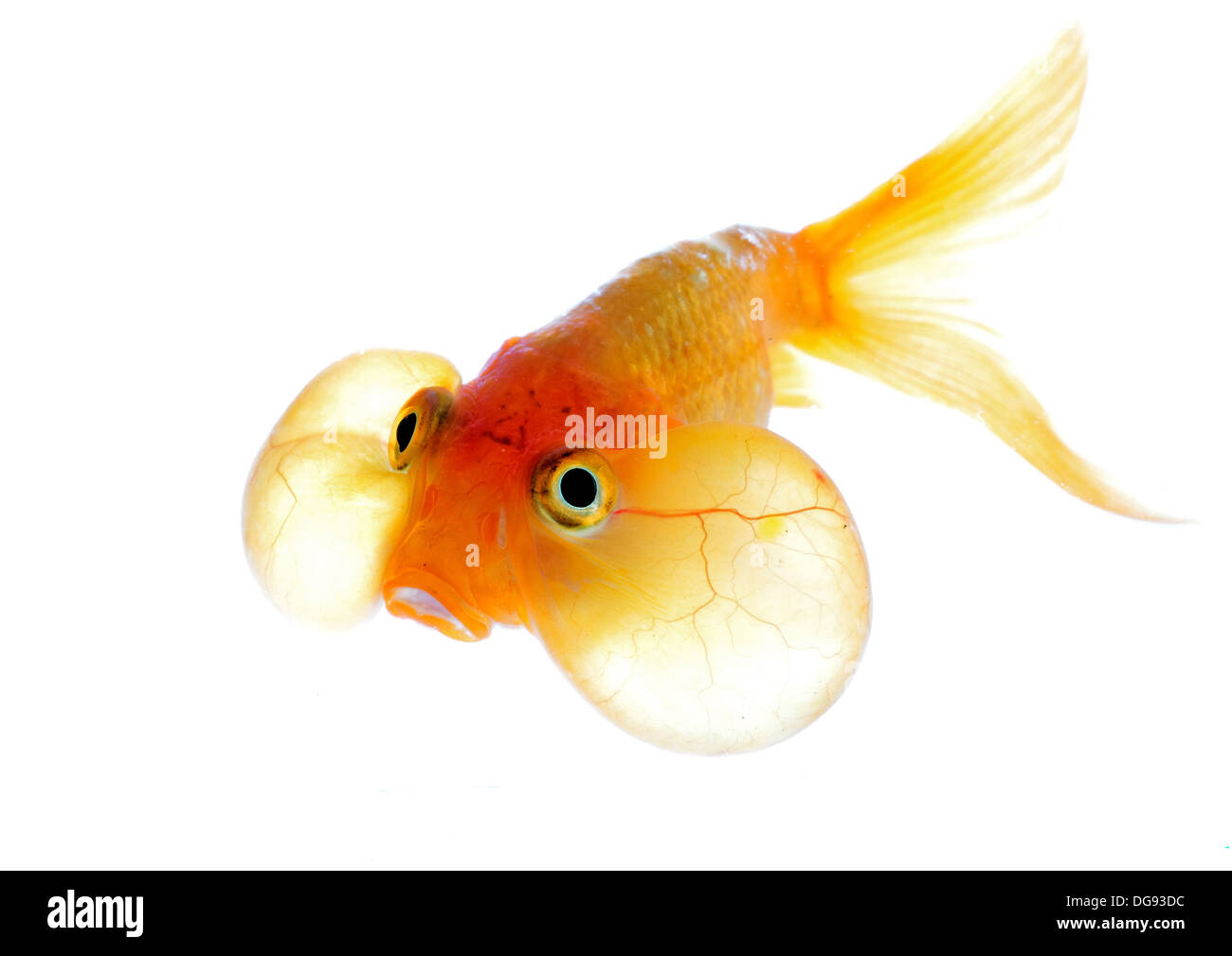 Bubble eye gold fish hi-res stock photography and images - Alamy