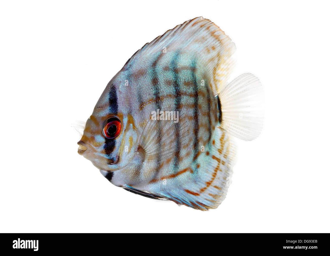 Blue Discus isolated on white and clear Stock Photo