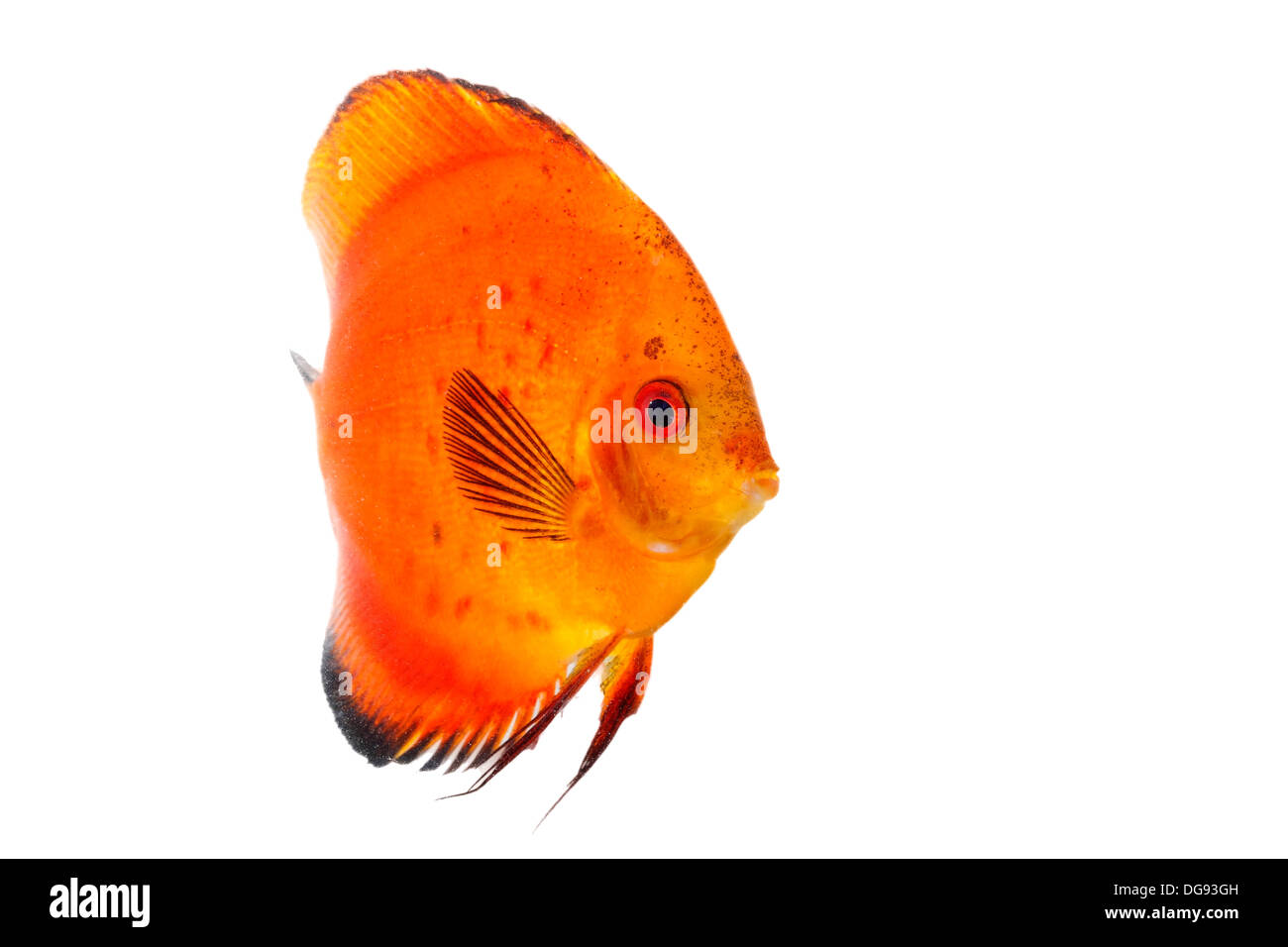 Discus orange isolated on white and clear Stock Photo - Alamy