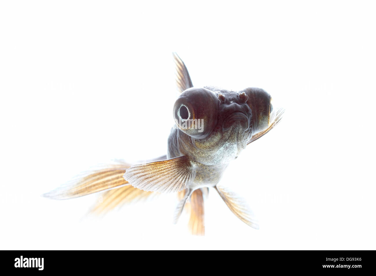 telescope fish isolated on white background Stock Photo Alamy