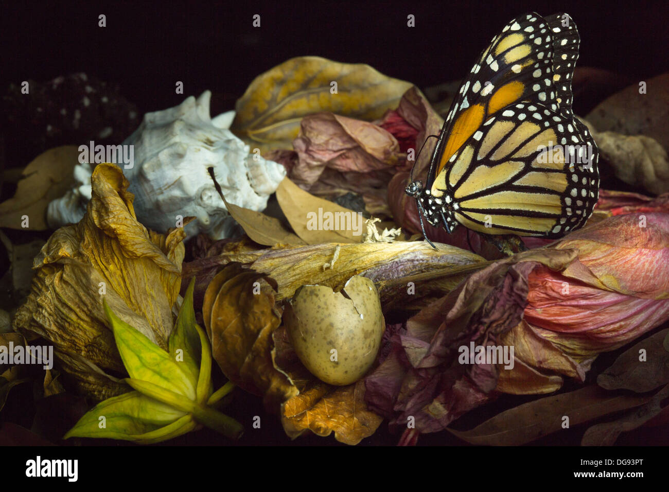 Still life featuring monarch butterfly, seashell and dying flowers Stock Photo