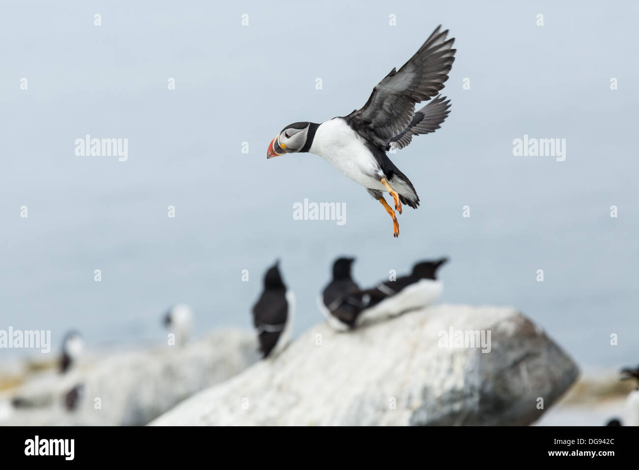 Atlantic puffin landing on a rock at Machias Seal Island in Maine Stock Photo