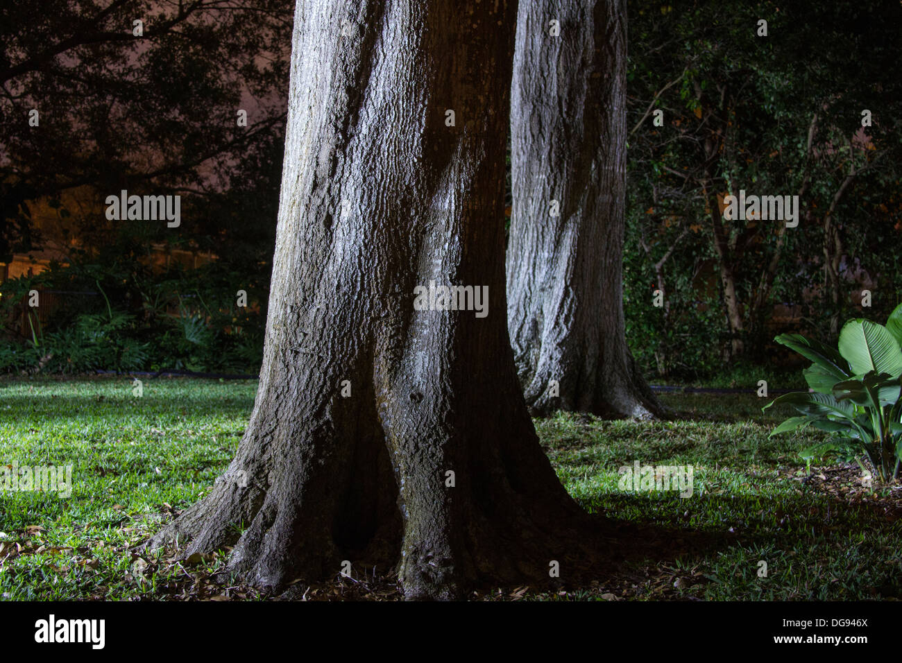 Oak tree trunks at night Stock Photo 61666498 Alamy