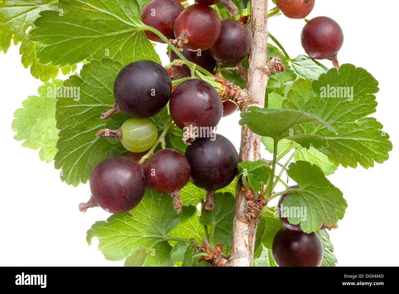 Black Velvet Gooseberry Plant Isolated on white Background Stock Photo