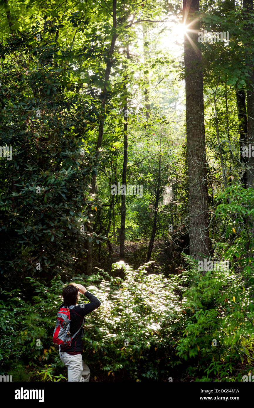 Watcher in the woods hi-res stock photography and images - Alamy