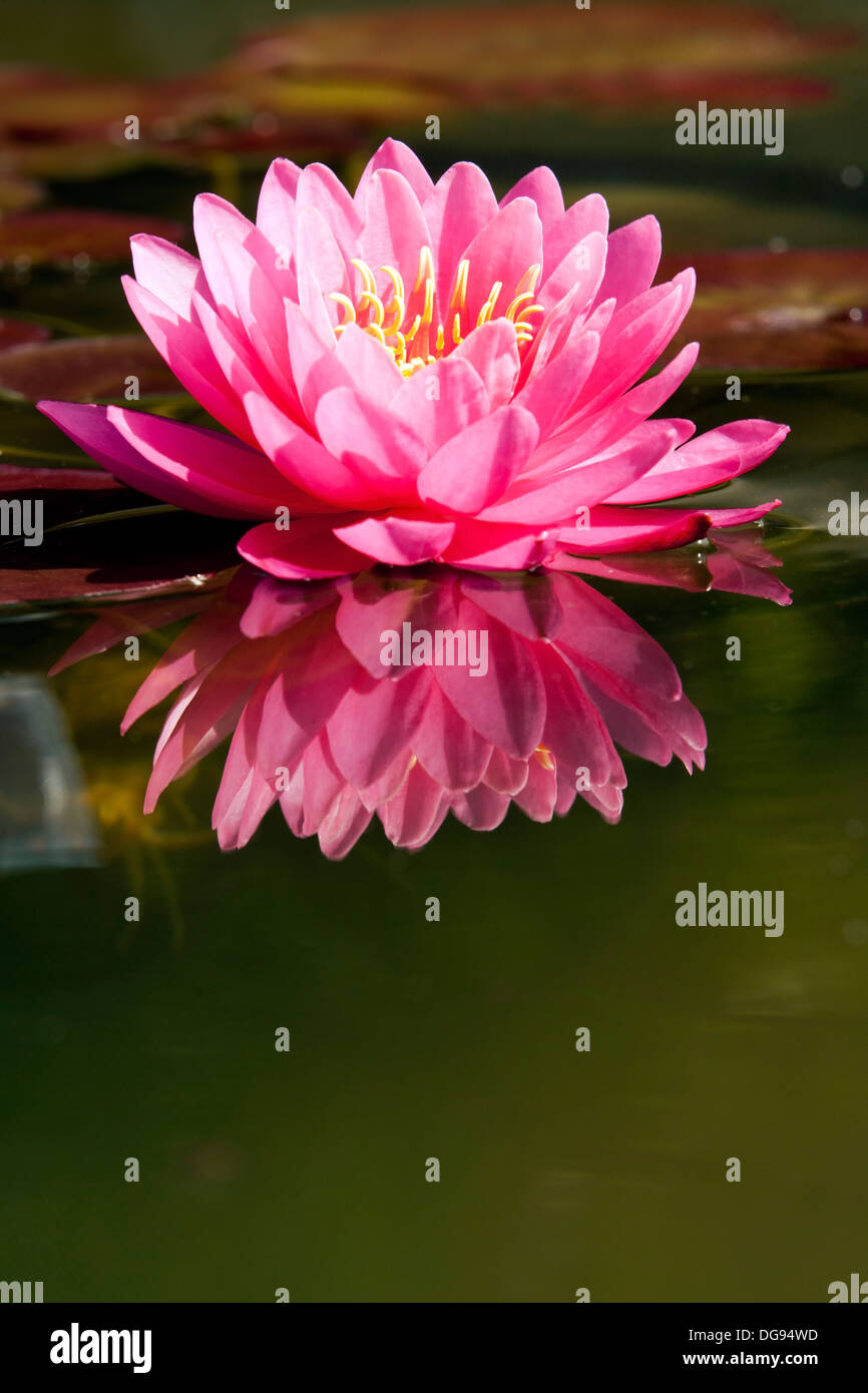 Water Lily North Carolina Aboretum Asheville, North Carolina USA
