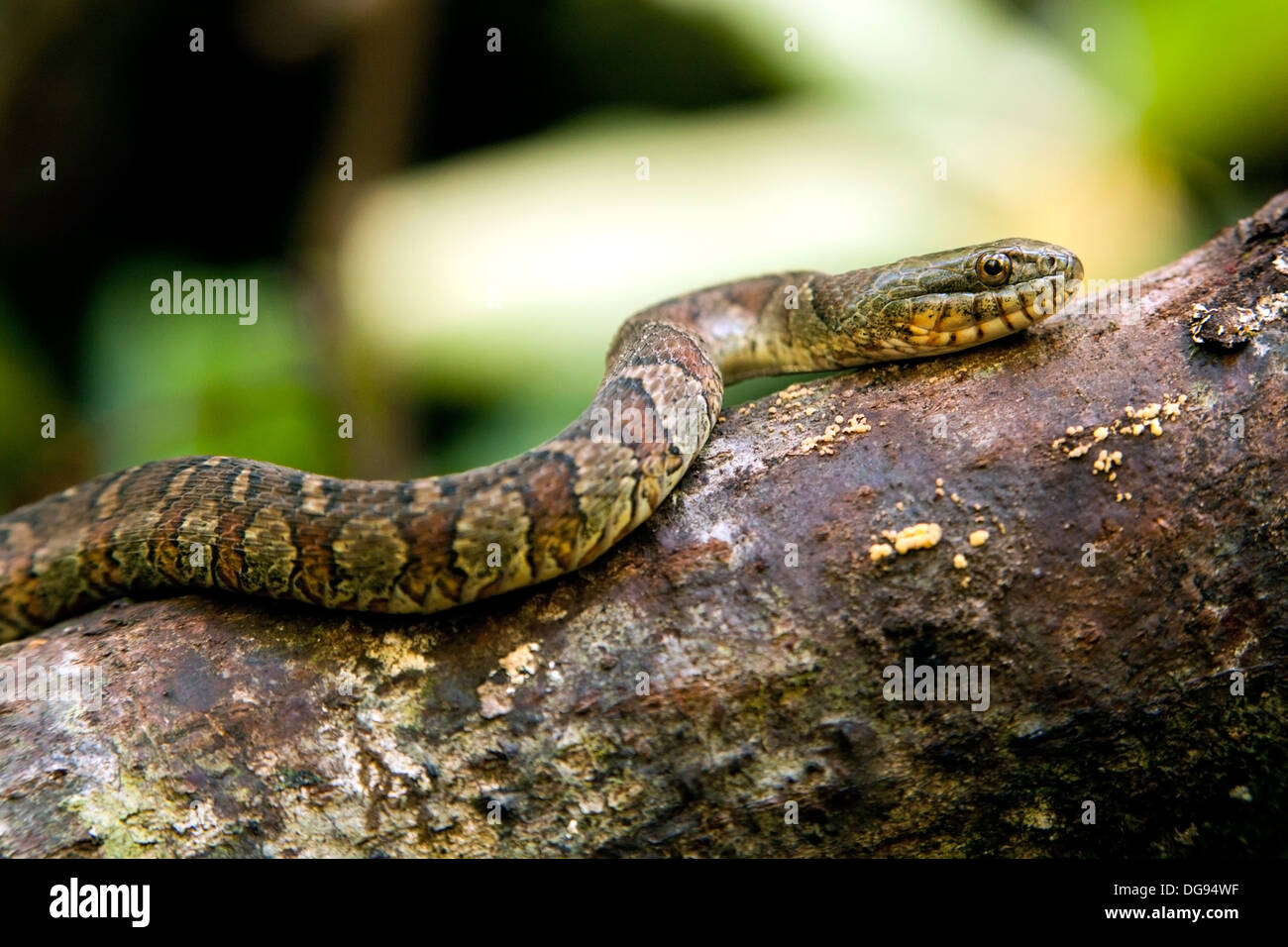 Close-up of Northern Water Snake (Nerodia sipedon) - Pisgah National Forest - Brevard, North Carolina USA Stock Photo