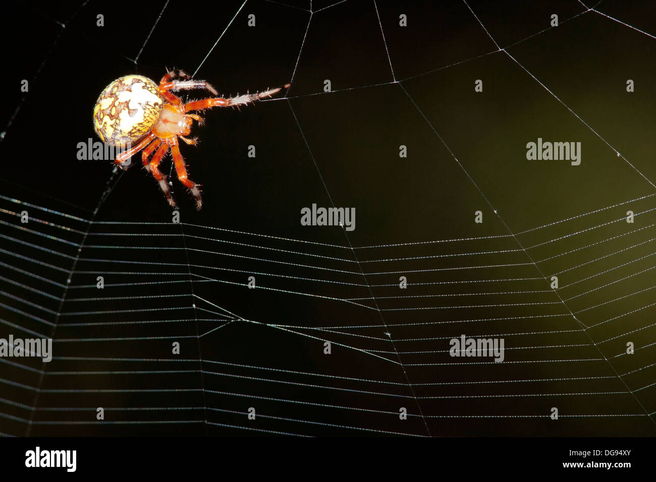 Close-up of Marbled Orb Weaver Spider - Brevard, North Carolina USA Stock Photo