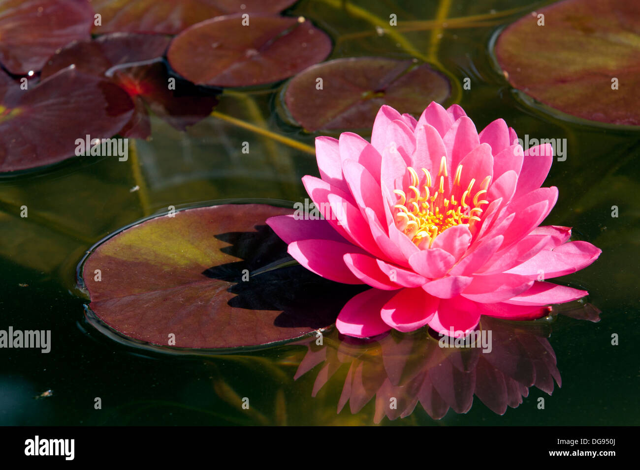Lily lilies hires stock photography and images Alamy