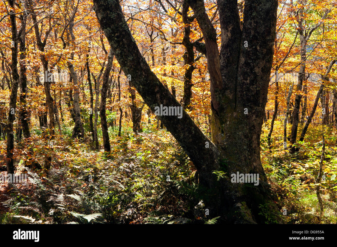 Autumn on Mountains-to-Sea Trail - near Craggy Gardens, Blue Ridge Parkway - Asheville, North Carolina USA Stock Photo