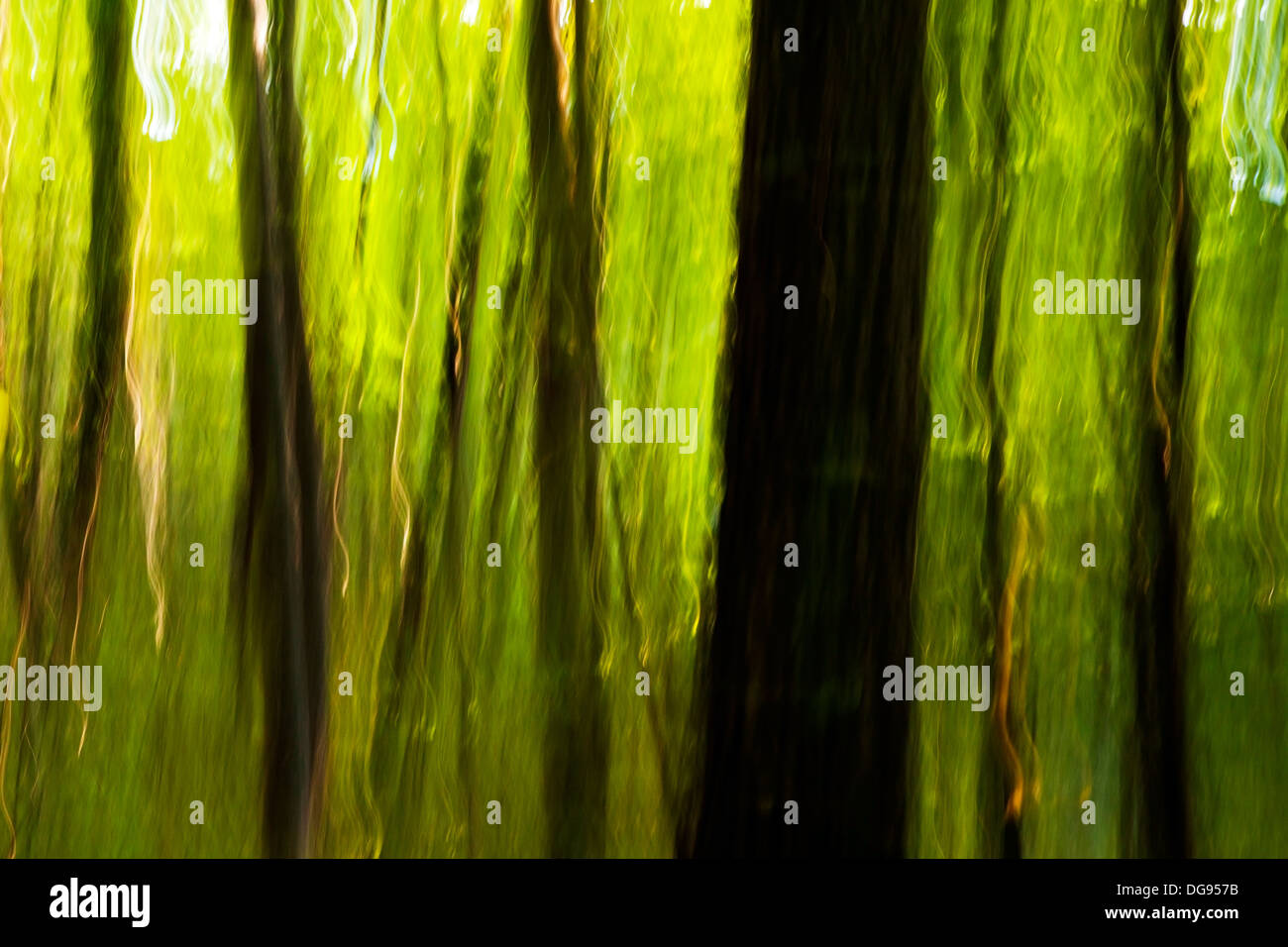 Abstract Tree Blurs on Coontree Trail - Pisgah National Forest - near Brevard, North Carolina USA Stock Photo