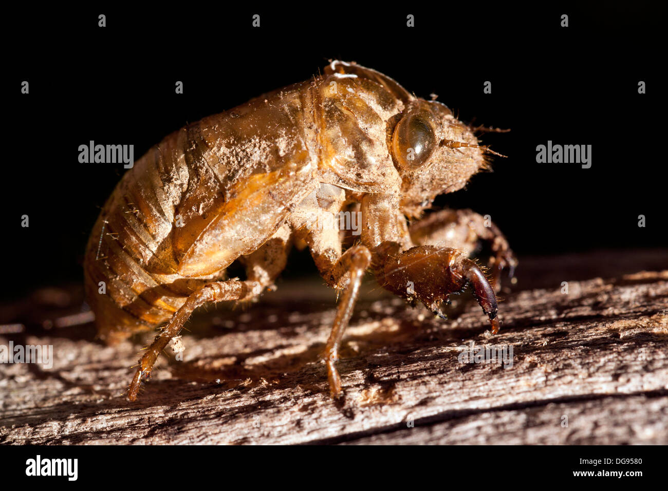 Closeup of Cicada exoskeleton Brevard, North Carolina, USA Stock