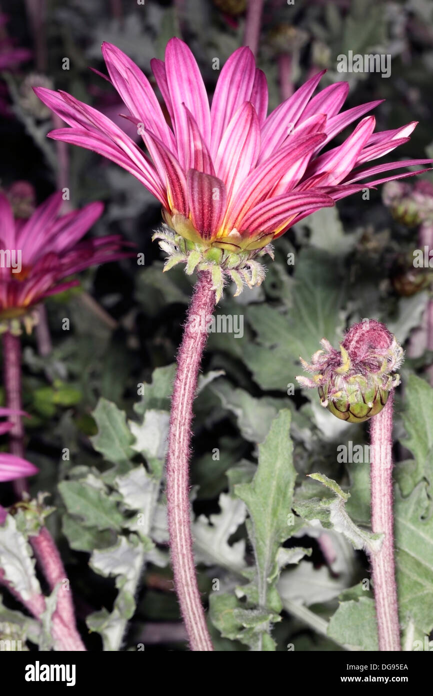 Close-up of Silver Arctotis hybrid- Arctotis stoechadifolia- Family Asteraceae Stock Photo