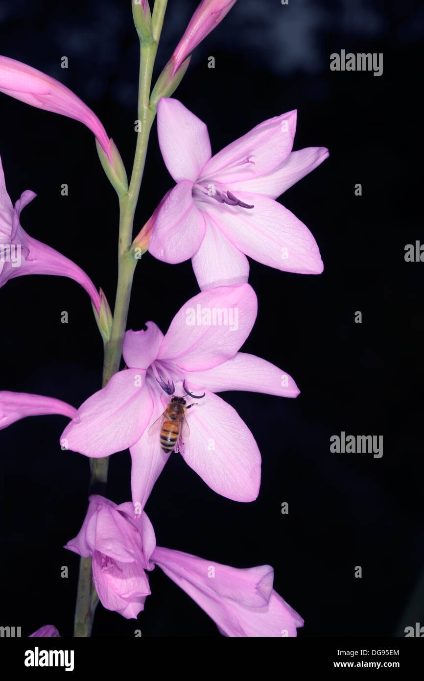 Pink Watsonia / Suurkanol and Honey Bee - Watsonia transvaalensis and Apis mellifera- Family Iridaceae Stock Photo