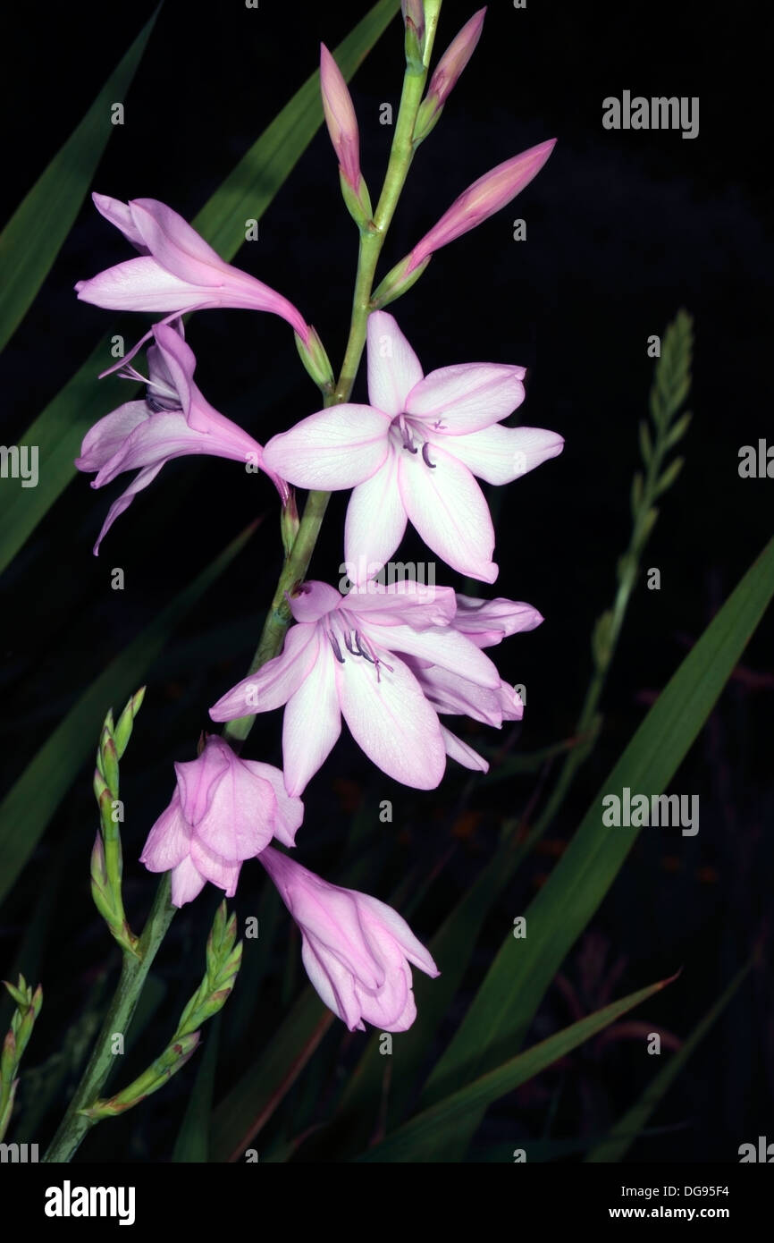 Pink Watsonia / Suurkanol - Watsonia transvaalensis - Family Iridaceae Stock Photo