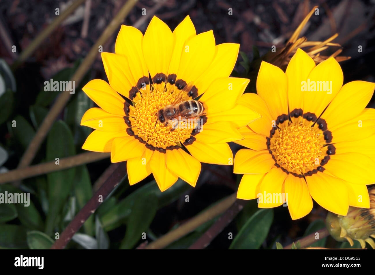 Close-up of Honey Bee- Apis mellifera- collecting pollen from Gazania Flower Stock Photo