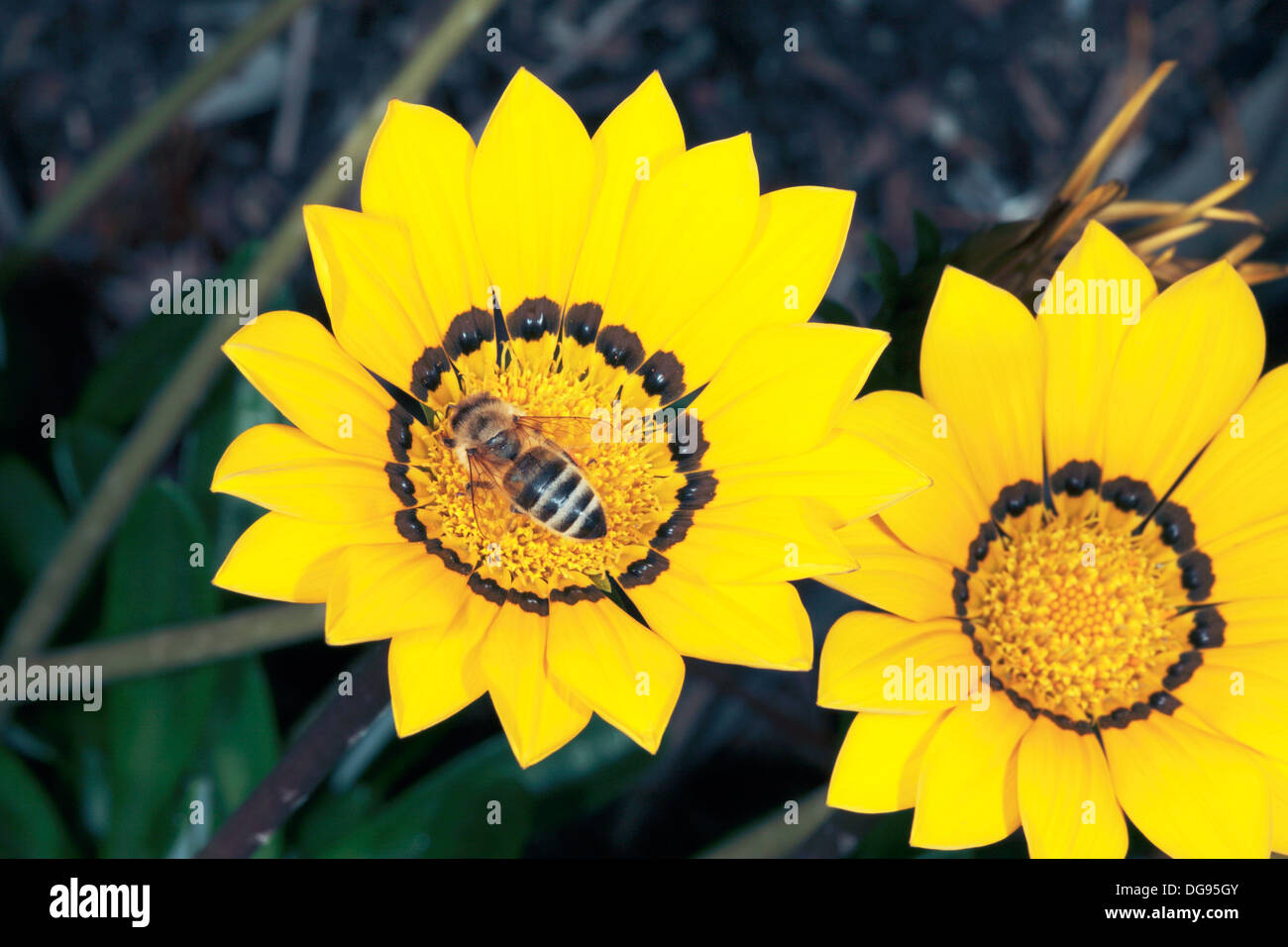 Honey bee covered in pollen hi-res stock photography and images - Alamy