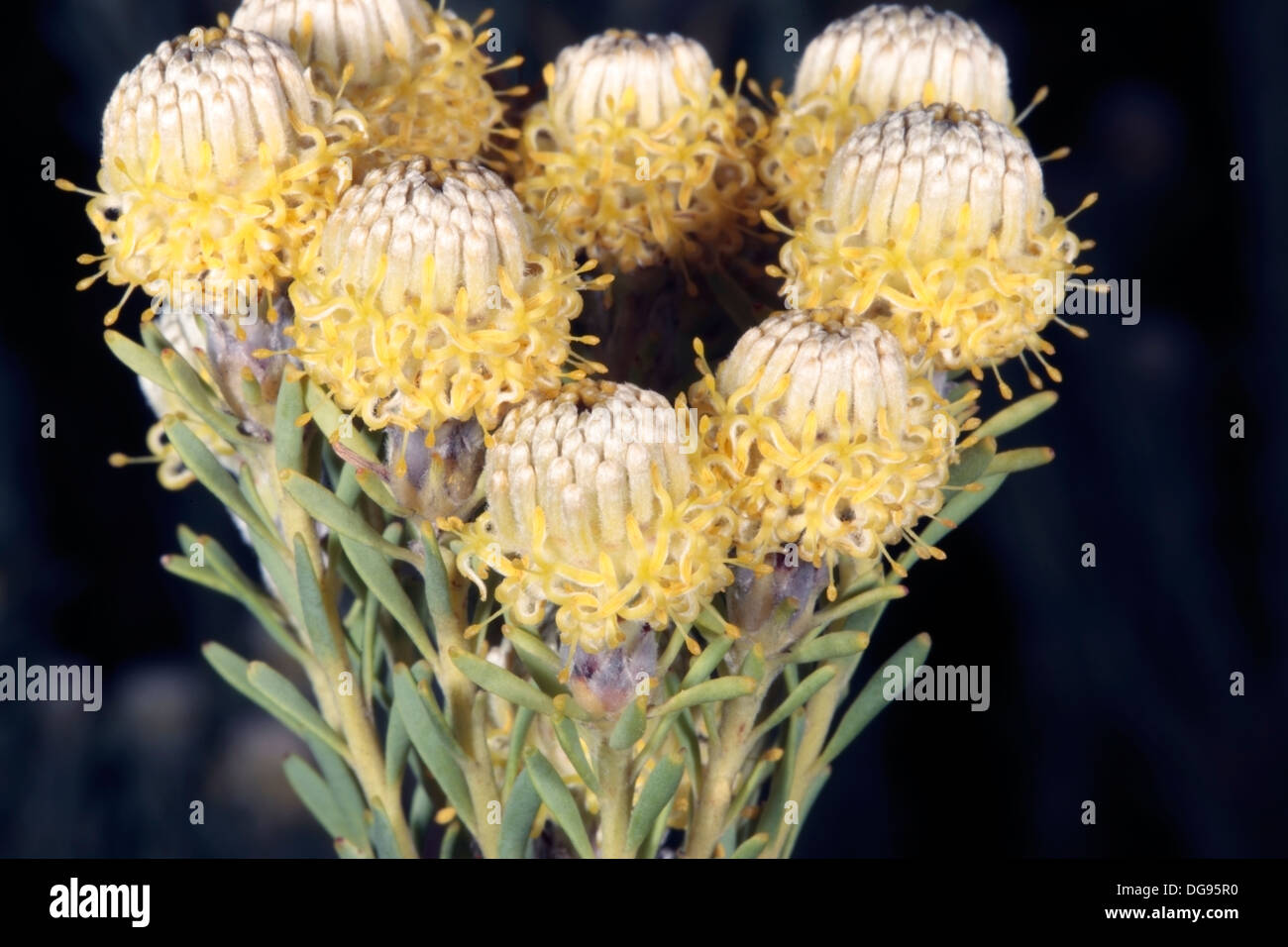 Close-up of a Leucadendron of the Sandveld group of Conebushes- Family Proteaceae Stock Photo