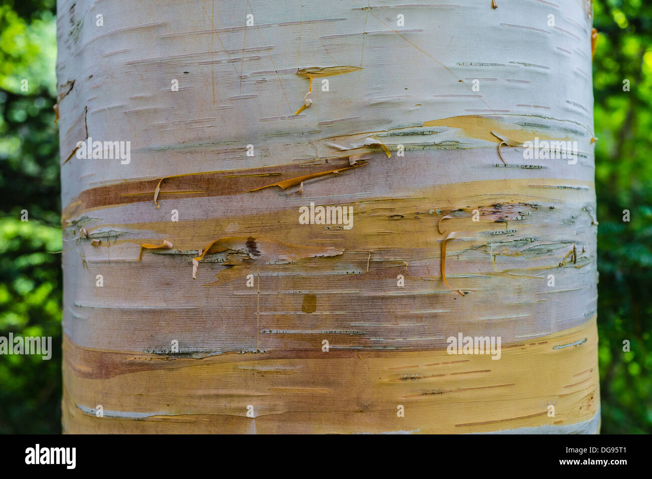 Close-up of the bark of a birch tree in Hopewell Rocks Park at the Bay of Fundy, New Brunswick, Canada. Stock Photo