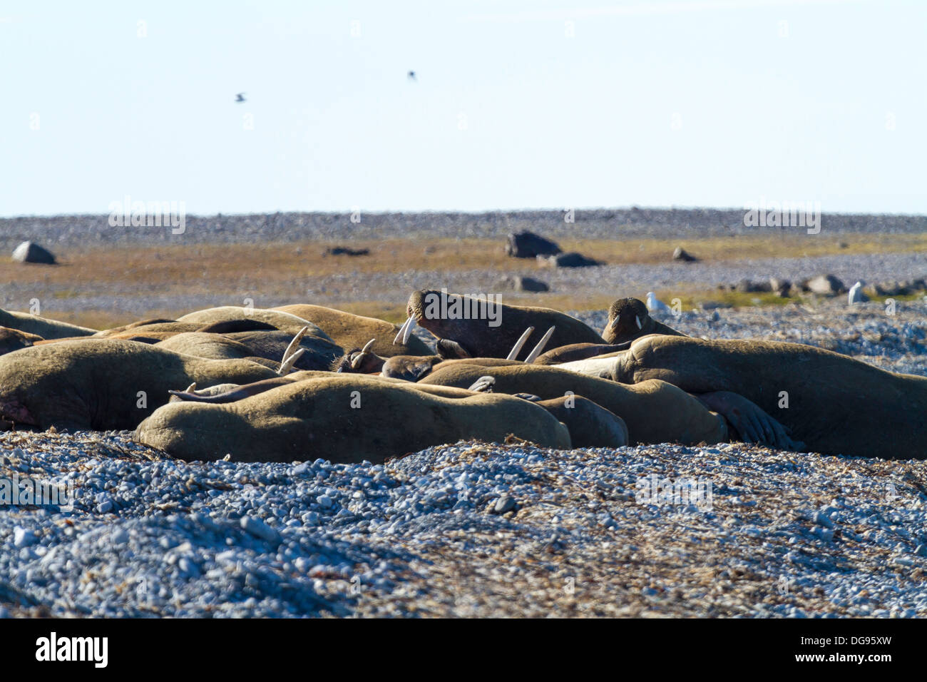 Walruses hauled out on Lagoya Island, Norwegian Arctic Stock Photo