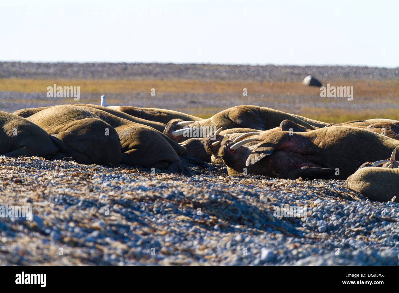 Walruses hauled out on Lågøya Island, Svalbard Archipelago Stock Photo