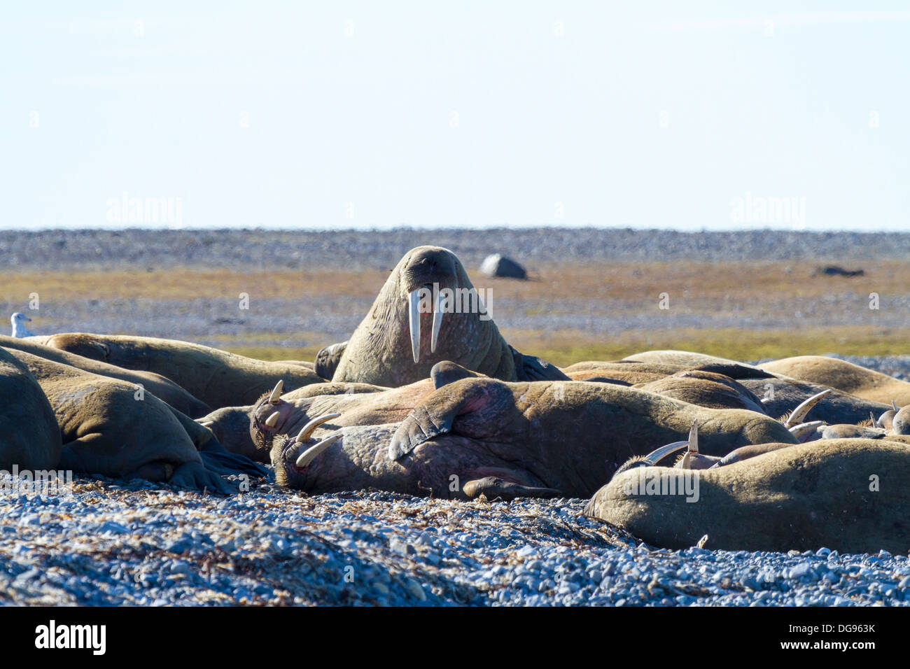 Walruses hauled out on Lågøya Island, Svalbard Archipelago Stock Photo ...