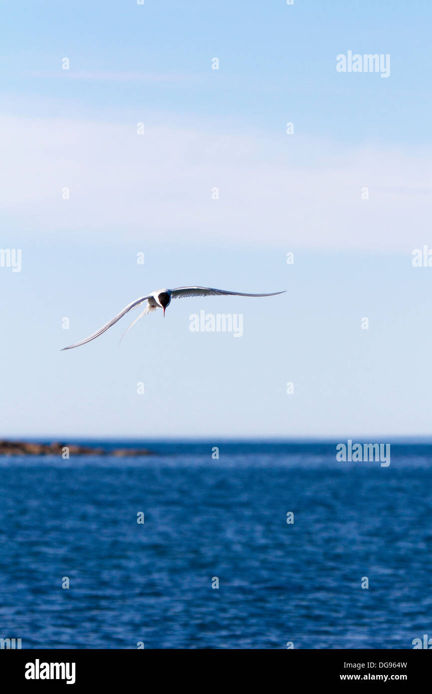 Arctic tern in flight near Lagoya Island, Norway Stock Photo