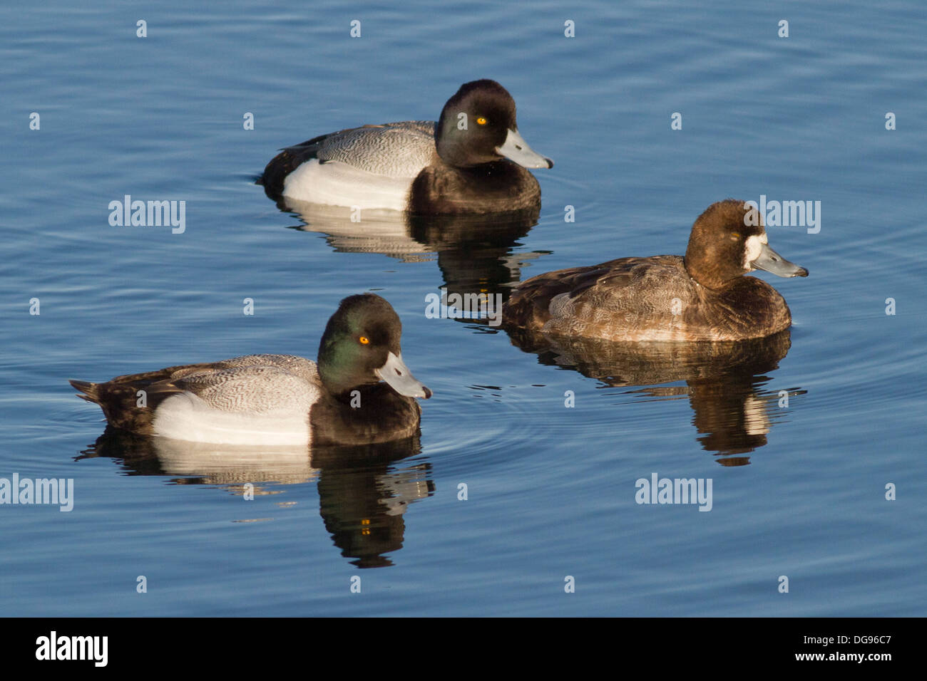 Lesser Scaup male and females ducks swimming.(Aythya affinis).Bolsa Chick Wetlands,California Stock Photo