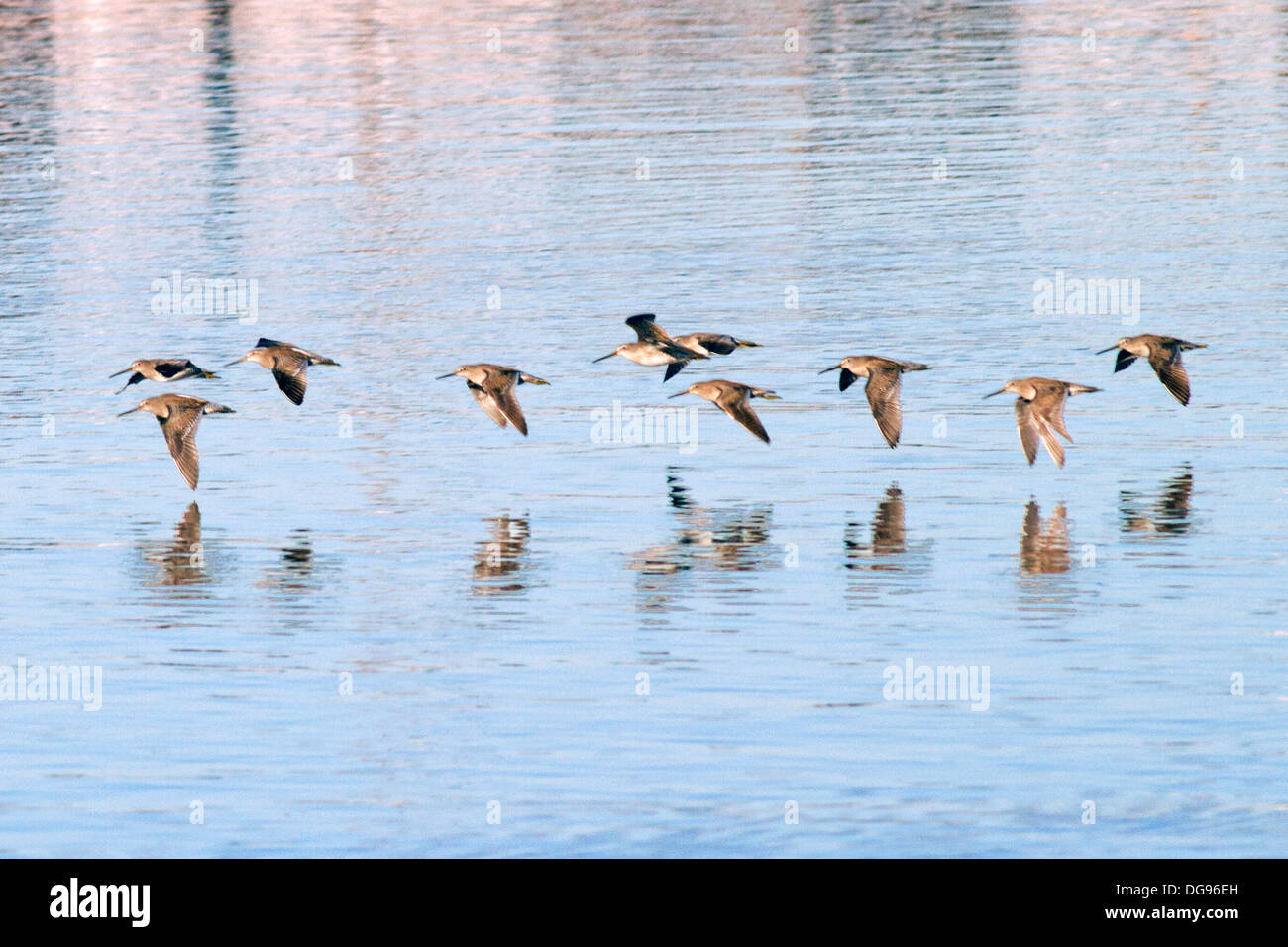 Flock of Short-Billed Dowitchers in flight.(Limnodromus griseus).Bolsa Chica Wetlands,California Stock Photo