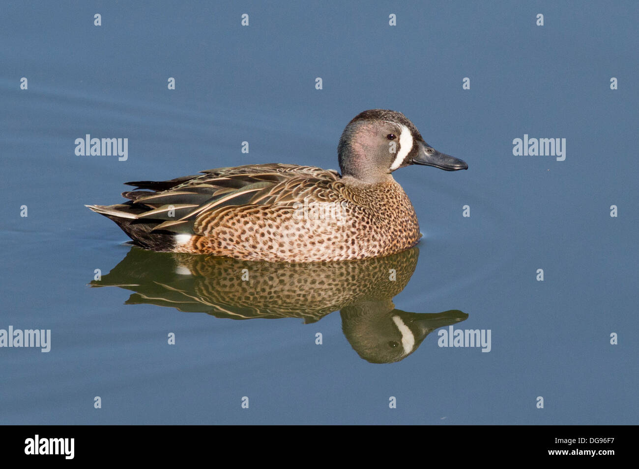 Blue-Winged Teal Duck with reflection-male.(Anas discors).Bolsa Chica ...