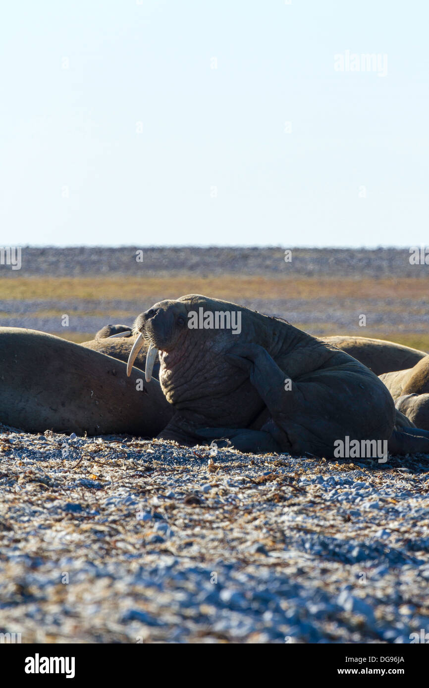 Walruses hauled out on Lågøya Island, Svalbard Archipelago Stock Photo