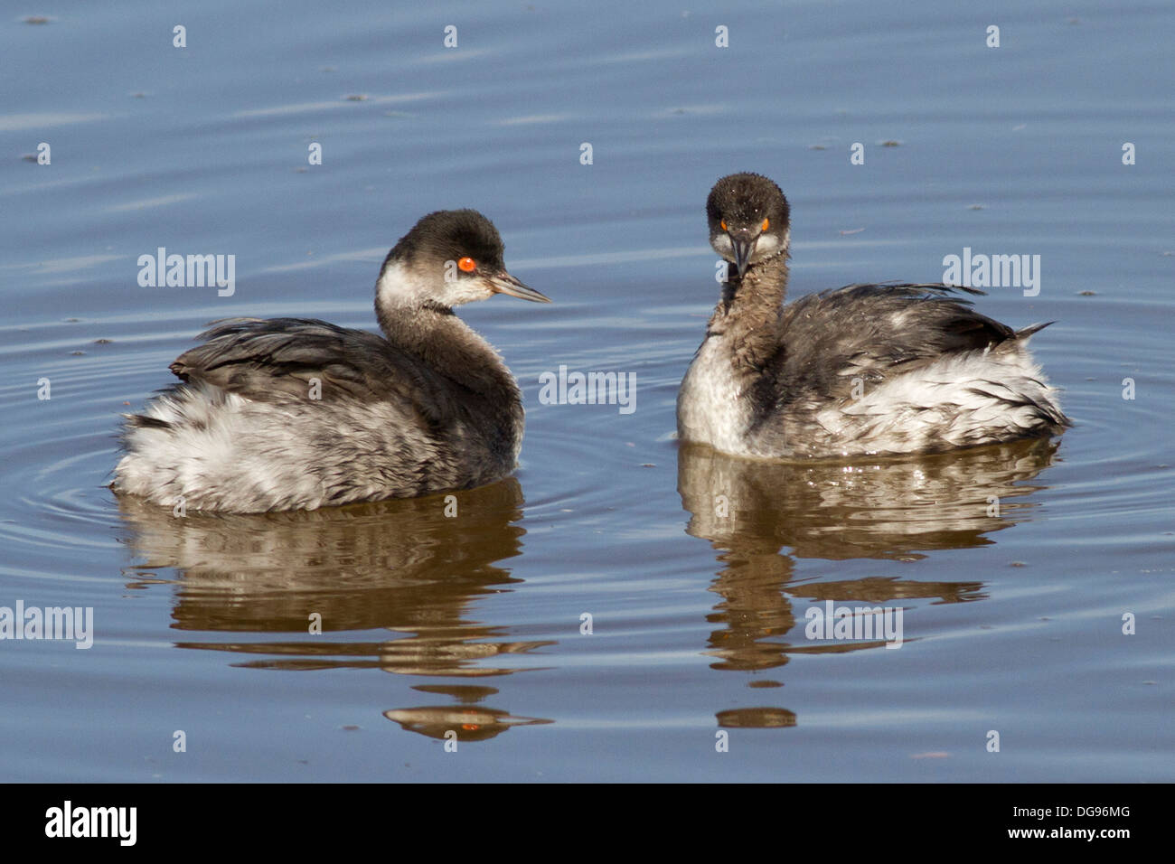 Pair of Eared Grebes.(Podiceps nigricollis).Back Bay Reserve,California. Stock Photo