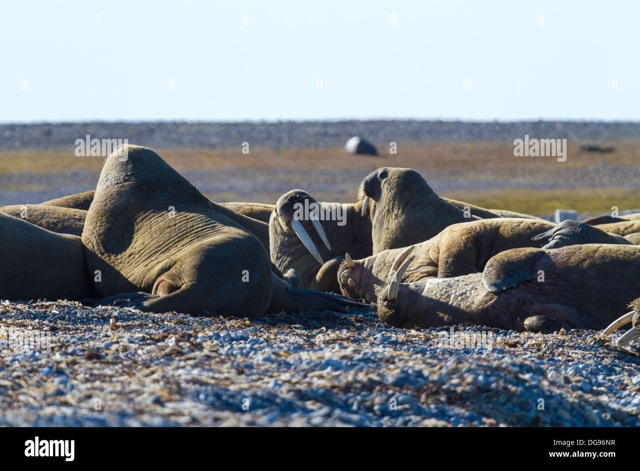 Walruses hauled out on Lågøya Island, Svalbard Archipelago Stock Photo