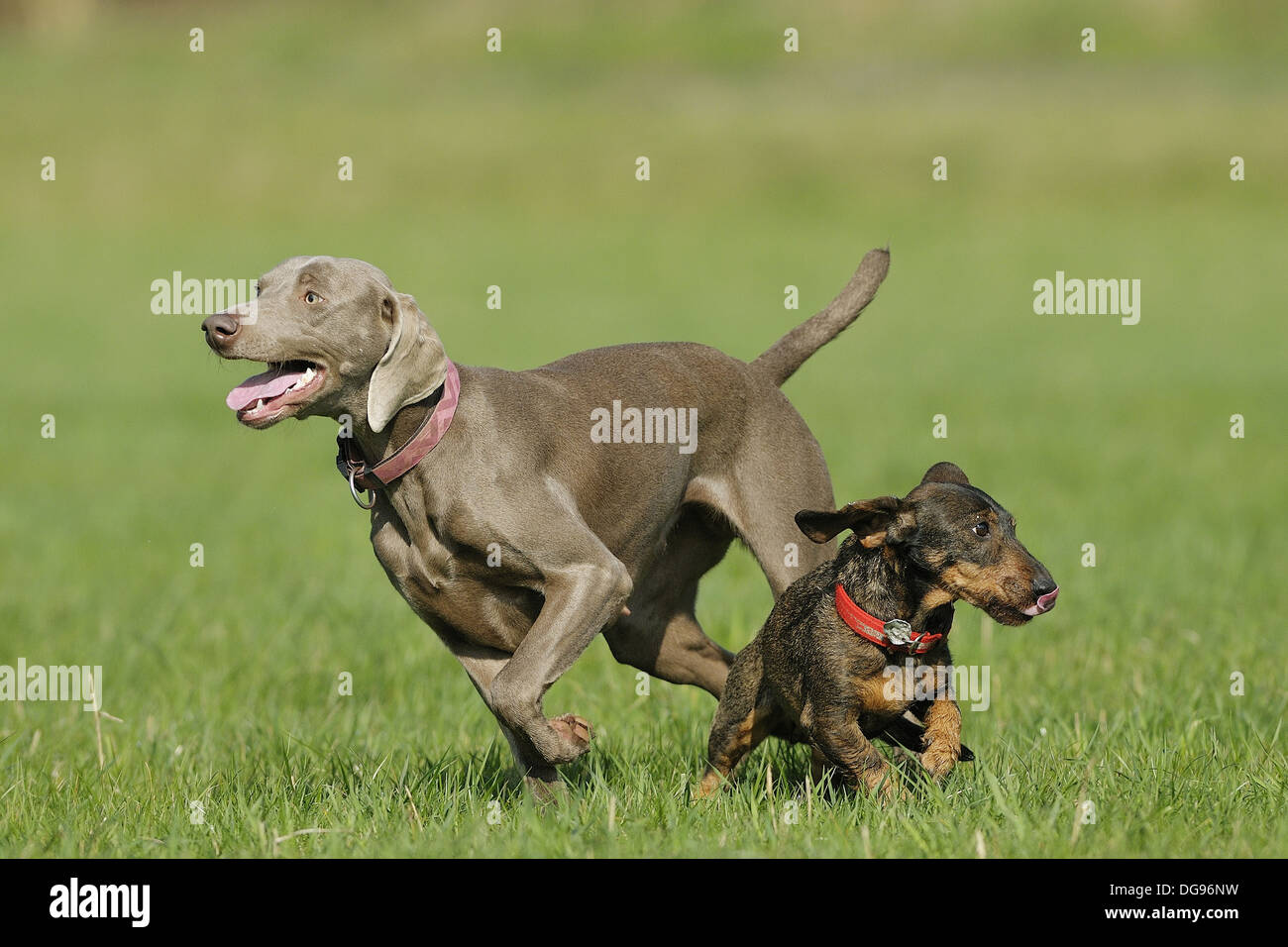 Hounds Weimaraner And Wire Haired Dachshund Germany Stock Photo Alamy