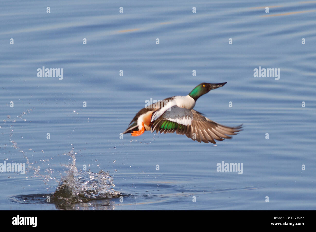 bolsagu duck
