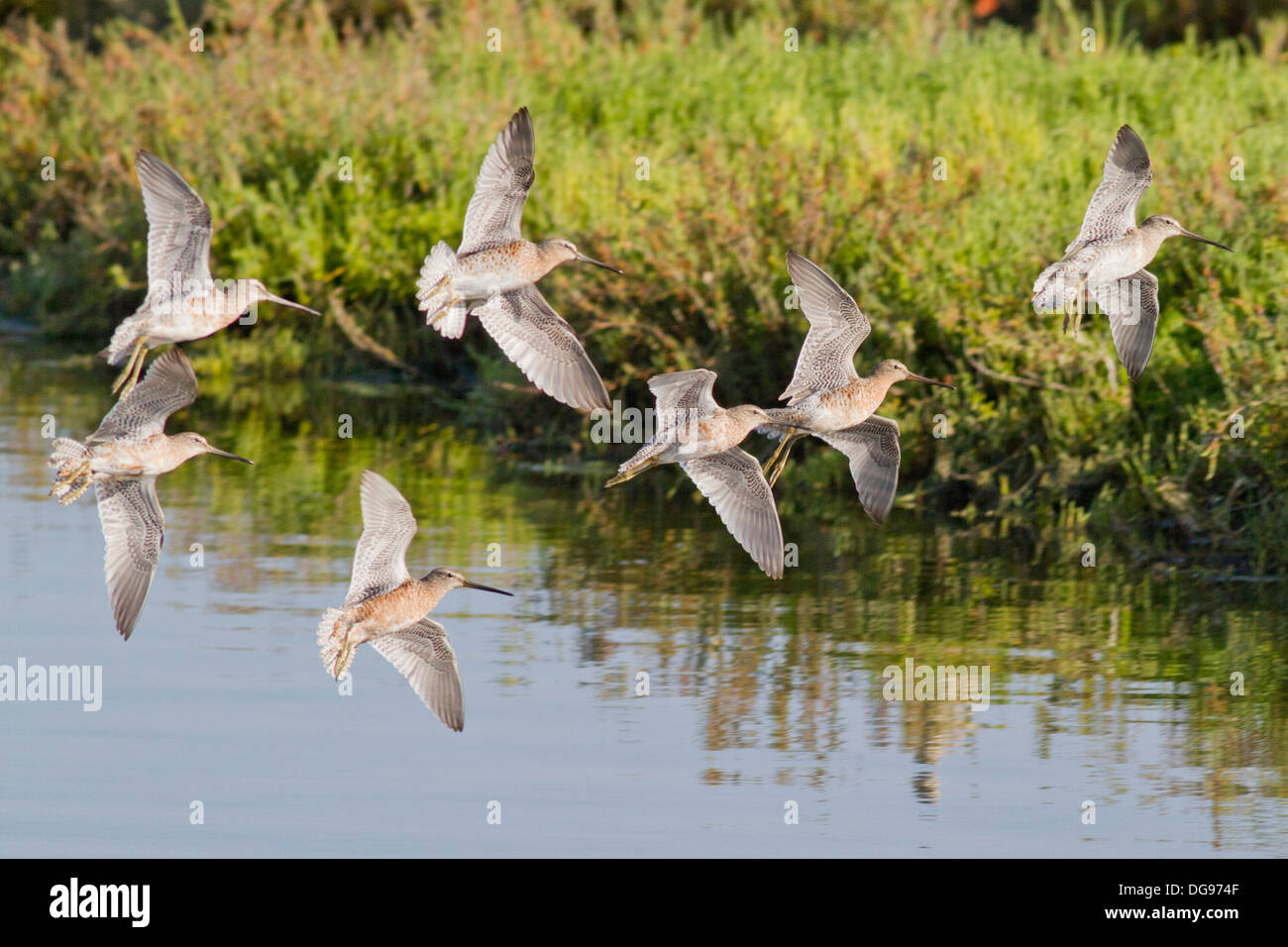 Flock of Short-Billed Dowitchers in flight.(Limnodromus griseus).Bolsa Chica Wetlands,California Stock Photo
