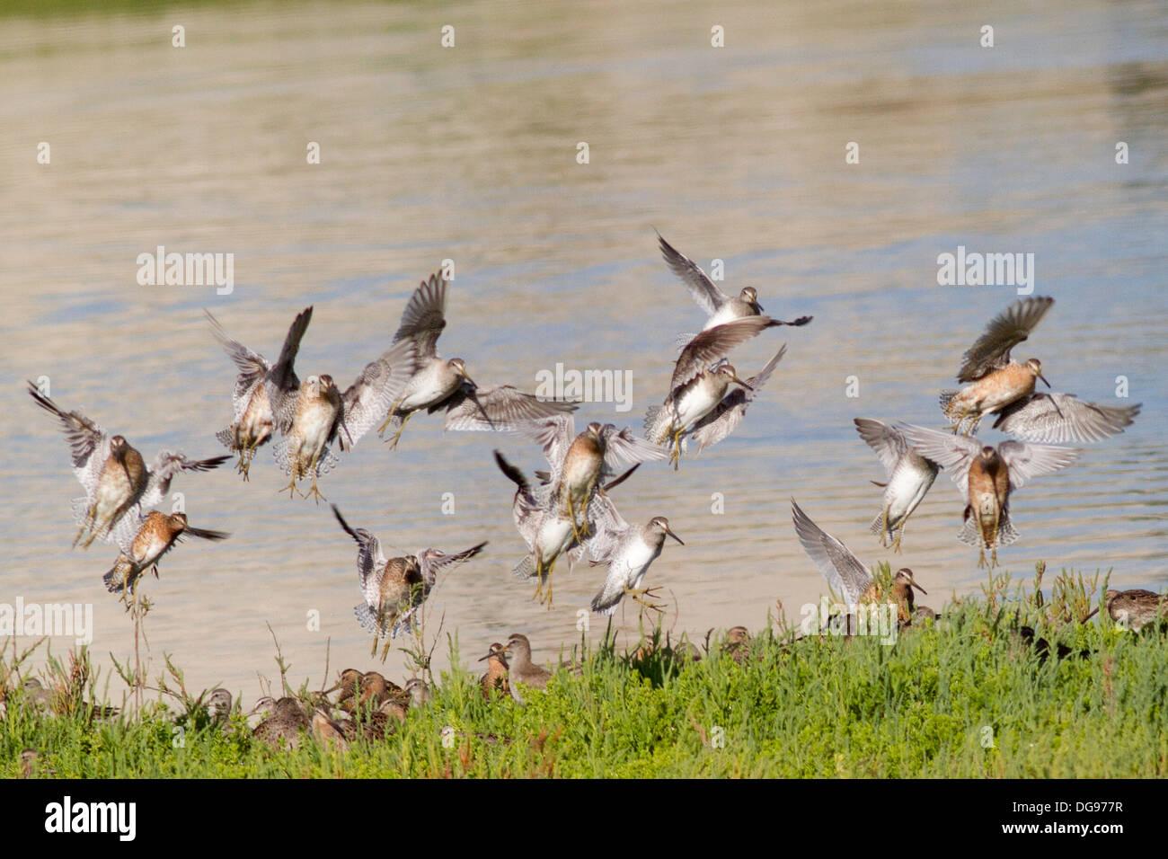 Flock of Short-Billed Dowitchers landing.(Limnodromus griseus).Bolsa Chica Wetlands,California Stock Photo