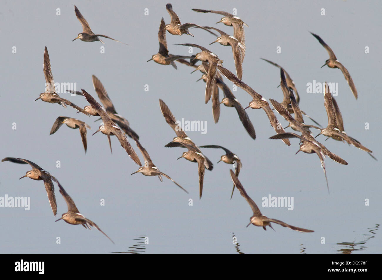 Flock of Short-Billed Dowitchers in flight.(Egretta thula with Limnodromus griseus).Bolsa Chica Wetlands Stock Photo