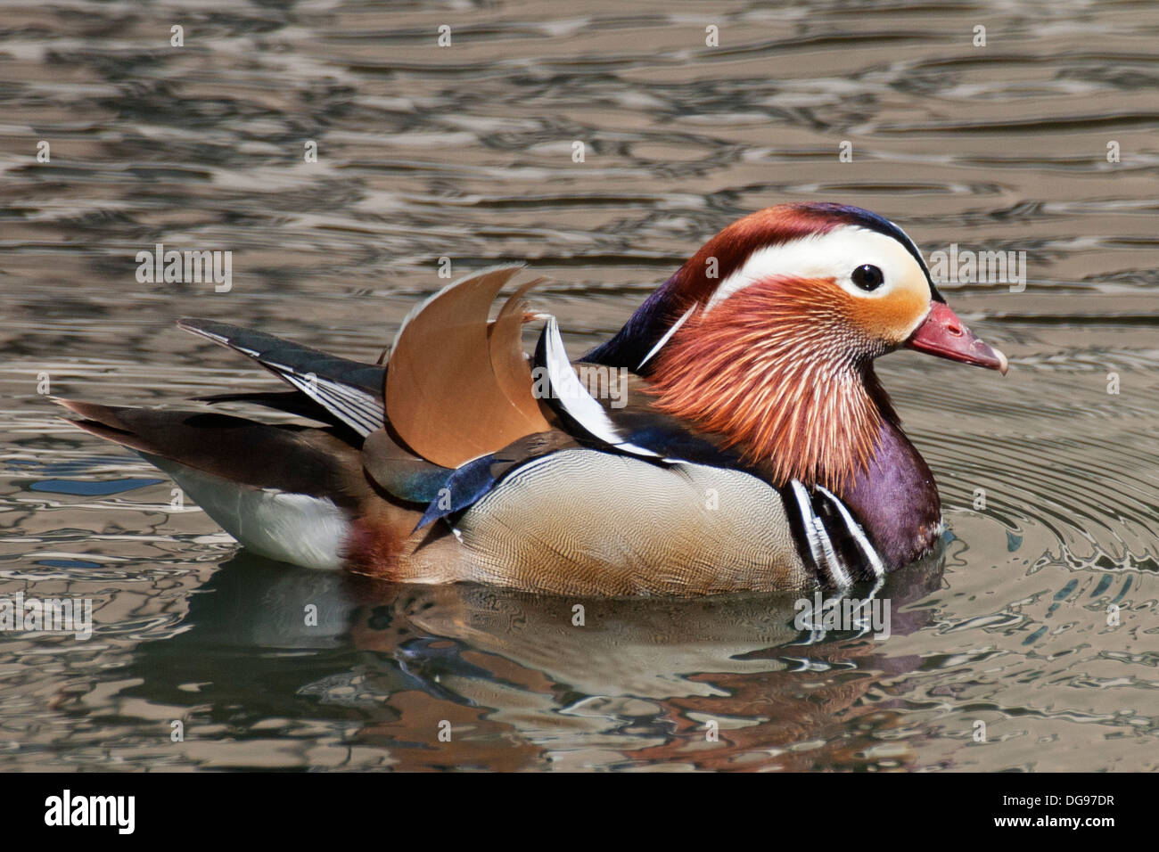 Male Mandarin Duck swimming.(Aix galericulata).Santee Lakes, California