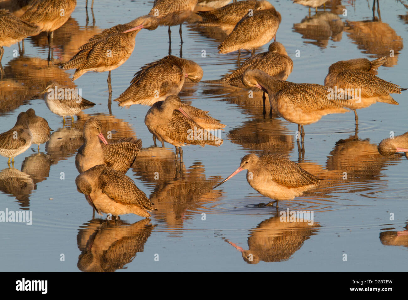Flock of Marbled Godwits and Short-billed Dowitchers in the water with reflections.(Limosa fedoa with Limnodromus griseus).Back Bay Reserve,California Stock Photo