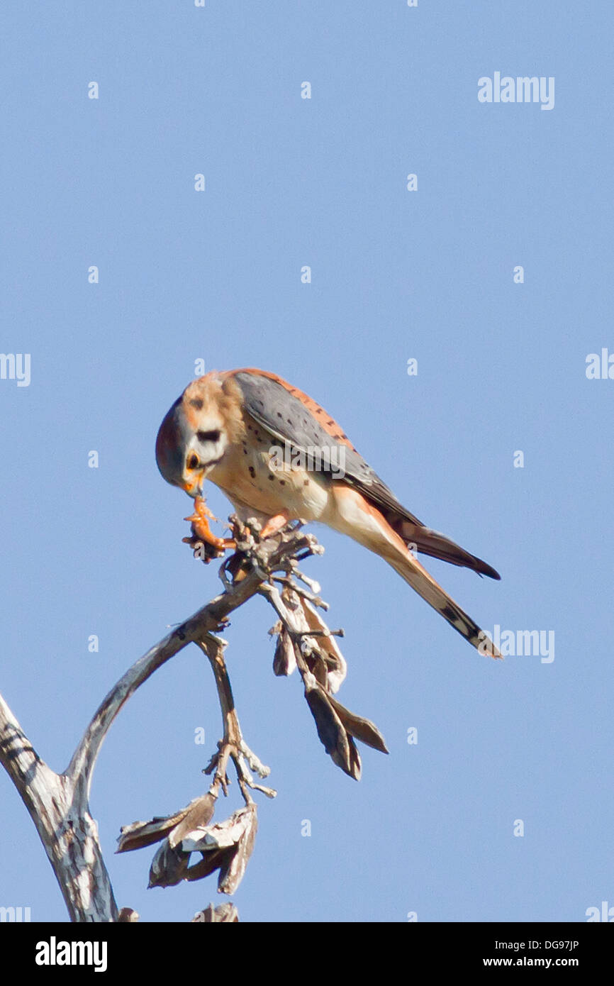 Male American Kestrel eating it's kill.(Falco sparverius).Bolsa Chica Wetlands,California Stock Photo