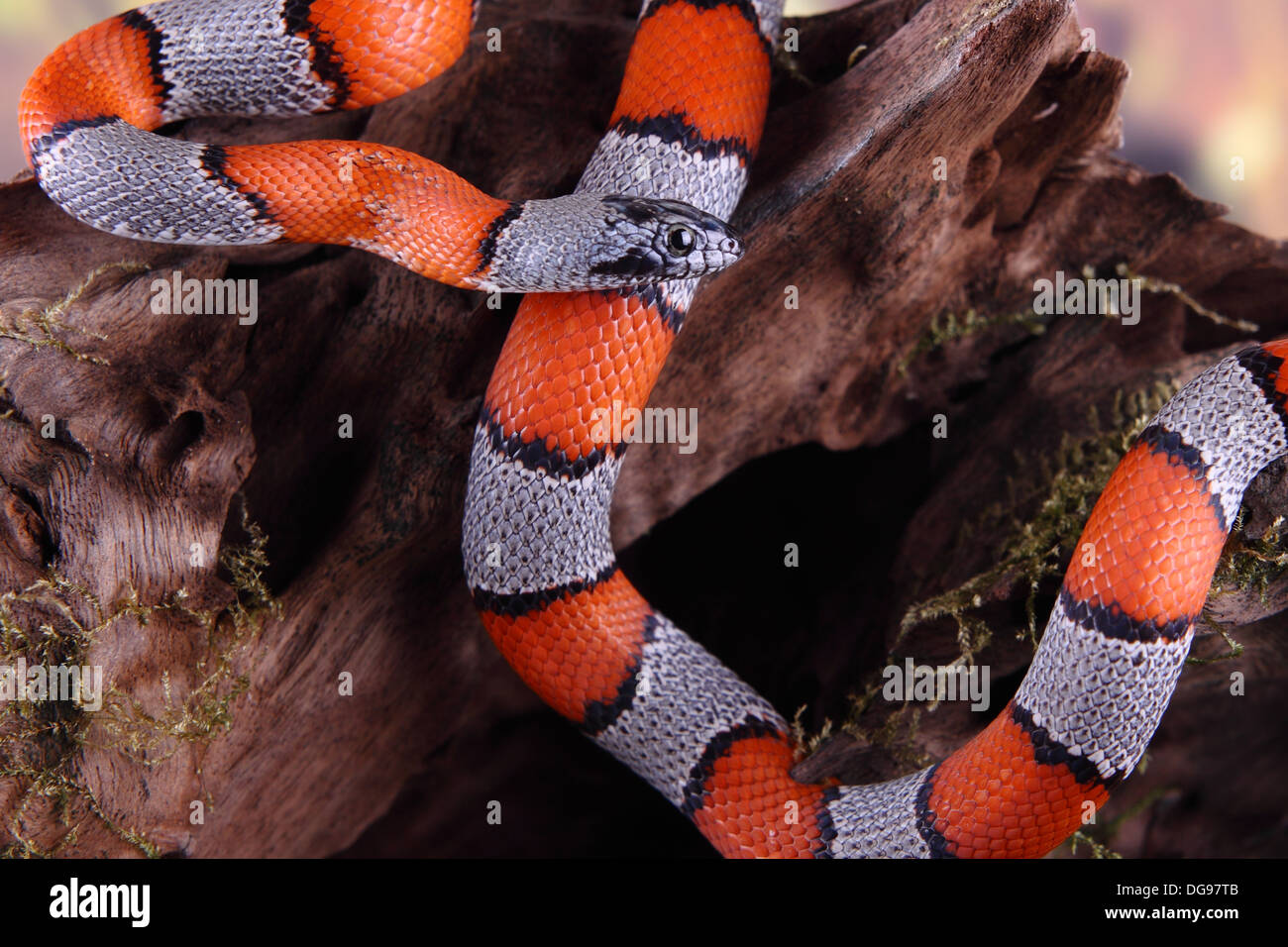 false snake coral Stock Photo