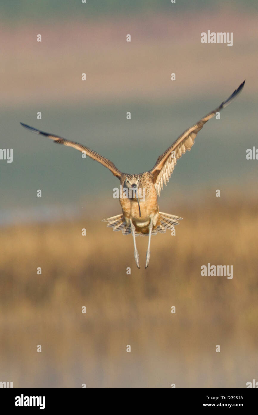 LongBilled Curlew landing head on view.(Numenius americanus).Back Bay
