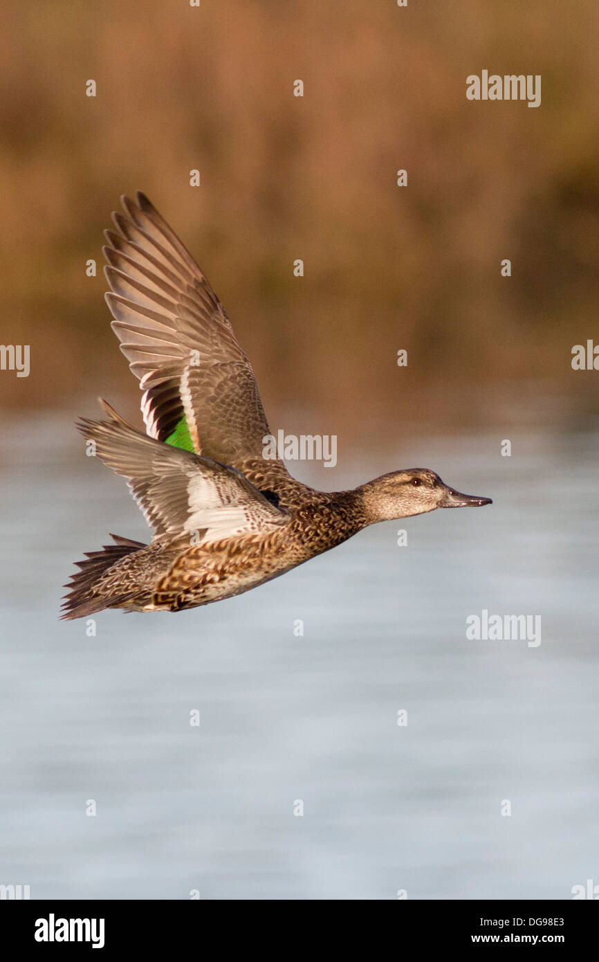 Blue wing teal hen top